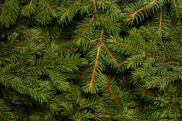 Christmas tree, branches. Christmas, New Year. Wallpaper. Flat lay, top view