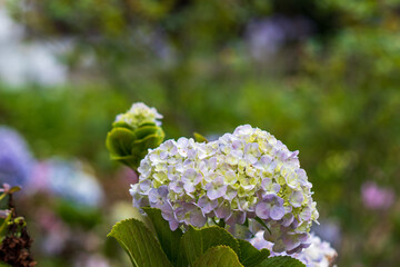 Hortênsia - Hydrangea macrophylla