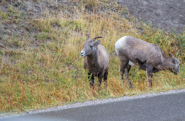 Bighorn Sheep on the side of Yellowhead Highway in Jasper National Park, Alberta, Ontaro