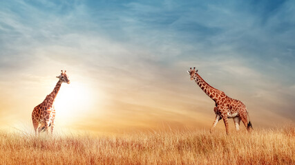 Giraffe in the African savanna at beautiful sunset. Serengeti National Park. Tanzania. Africa. Copy space.