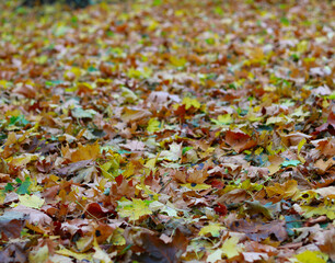 image of autumn forest landscape close-up