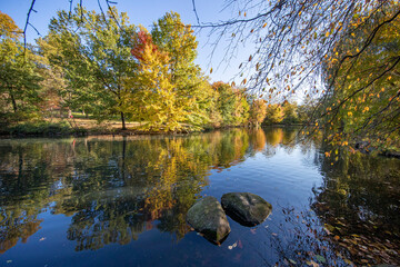 Fototapeta na wymiar Trees reflect off the Pool in Central Park