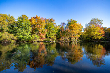Fototapeta na wymiar Trees reflect off the Pool in Central Park