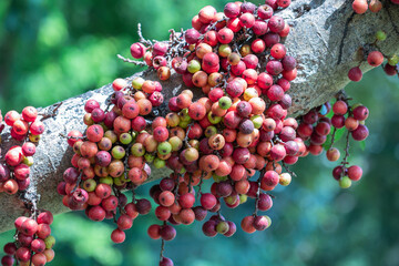 The fruit of Ficus Racemos.The common name Fig fruit,cluster fig tree, Indian fig tree or gular fig.