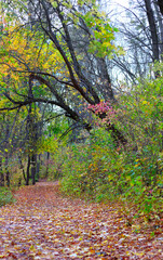 image of autumn forest landscape close-up