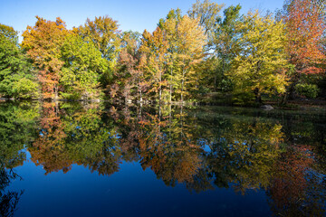 Trees reflect off the Pool in Central Park