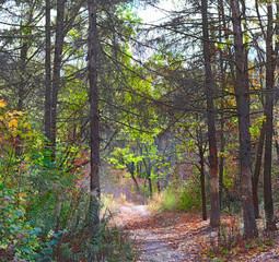 image of autumn forest landscape close-up