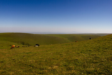 Alpine meadow with grazing cows. Green grass and blue sky. Bermamyt plateau. Summer sunny day. Caucasus
