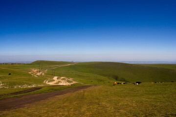 Alpine meadow with grazing cows. Green grass and blue sky. Bermamyt plateau. Summer sunny day. Caucasus