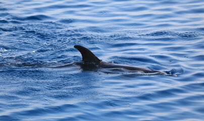 dolphin fin on the sea surface