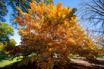 The colorful trees in the North Meadows of Central Park
