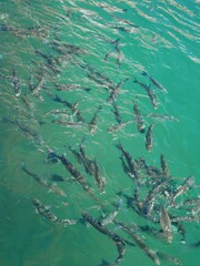 Fototapeta na wymiar Many fish are teeming in the turquoise water