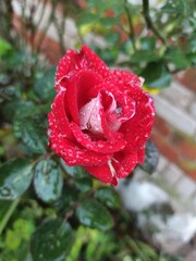 red rose with drops