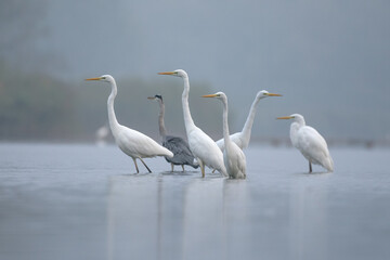 Stado czapli na jeziorze we mgle o poranku. © M