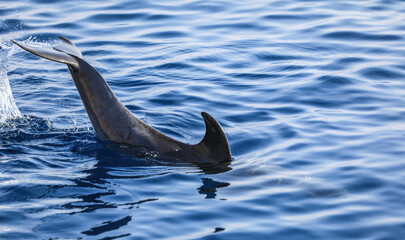 dolphin tail on the sea surface