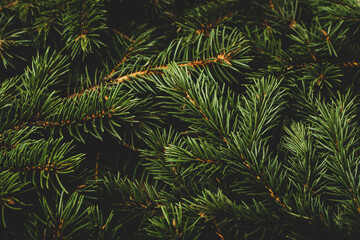 Branches of a Christmas tree. Christmas, New Year. Wallpaper. Banner. Flat lay, top view