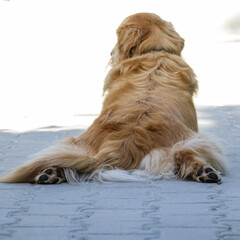 Golden Retriever Fun Legs Relaxed Stretched Pose