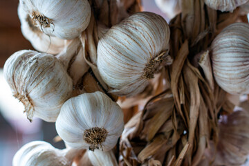 Garlic. Garlic bunches bottom view.