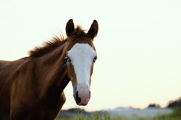 portrait of a young horse during summer in field, foal face with blue eyes.