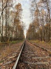 Fototapeta premium The railway tracks stretch away into the autumn birch forest. Russia. 