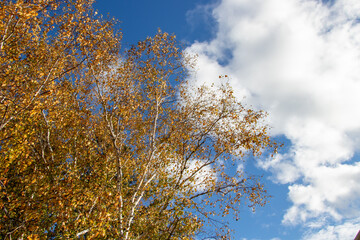 Fototapeta premium autumn leaves against blue sky