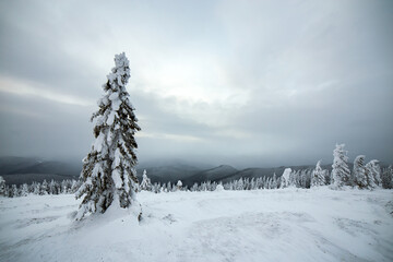 Moody winter landscape of spruce woods cowered with deep white snow in cold frozen highlands.