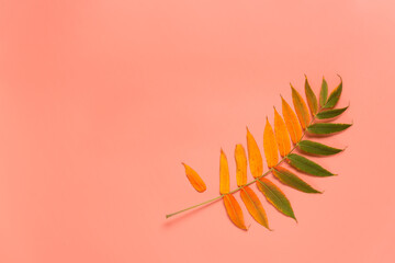 Colorful autumn leaf on pink background. Flat lay. Copy space
