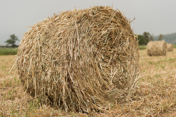 A shredded fodder field. Wheel.