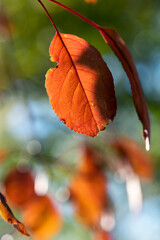 Obraz premium Red Crabapple Leaf