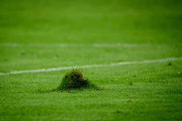 Selective focus photo. Bunch of grass at football stadium.