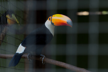 closeup of a toucan in a cage