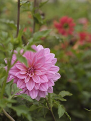 Pink pastel dahlia bloom