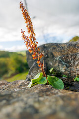 Flower sprouting from the rocks