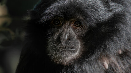 tier, wild lebende tiere, säugetier, black, wild, baby, natur, gibbon, gesicht