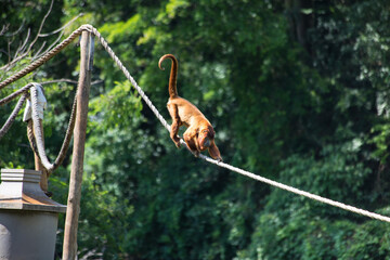 golden lion tamarin monkey. and group of capuchin monkeys. captive feeding