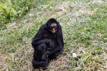 golden lion tamarin monkey. and group of capuchin monkeys. captive feeding