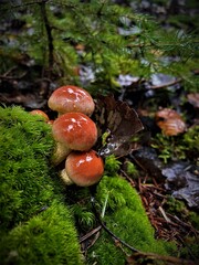 mushrooms in the forest