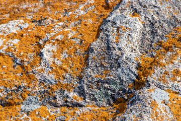 Lichens growing on the rocks