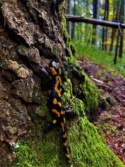 salamander