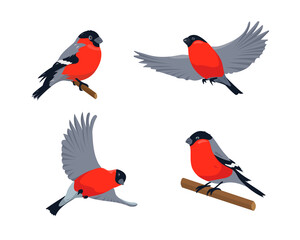 Set of bullfinches in different poses