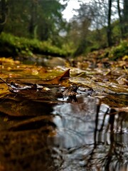autumn leaves in water