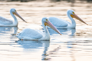 White Pelicans swimming as a group along the reflective pond surface to the right as sunrise illuminates the water.