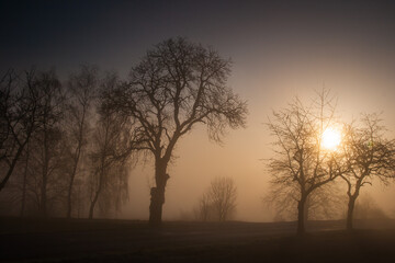 Fototapeta na wymiar sun shining over the heavy fog, autumn colorful sunrise with old trees