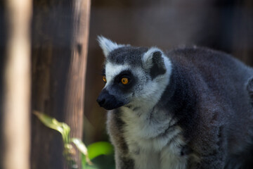 ring-tailed lemur. rare animal in captivity. exotic animal. with space for text