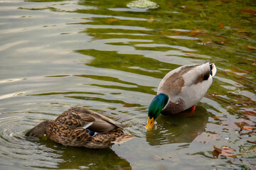 Mallard duck looking in the water in Lietzensee Charlottenburg Berlin Germany