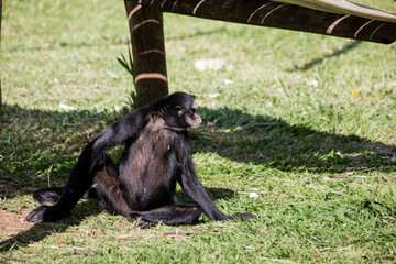 Spider monkey lying resting on the grass