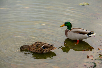 Mallard duck looking in the water in Lietzensee Charlottenburg Berlin Germany