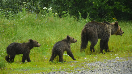 A mother bear wandering along the forest with her two young and small cubs.