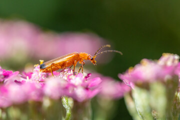Common Red Soldier Beetle (Rhagonycha fulva) on pink Achillea