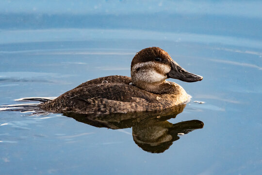 Female Ruddy Duck swims along the smooth pond water surface with reflection.